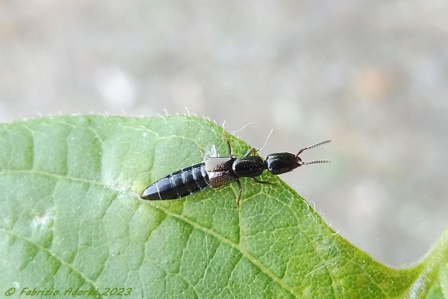 Staphylinidae, Xantholinus ?